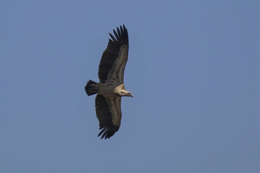エチオピアの空を滑空するマダラハゲワシ