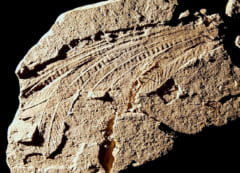 棒状突起の印象化石