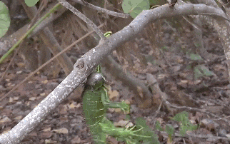 体が固まって樹上から落下するイグアナ