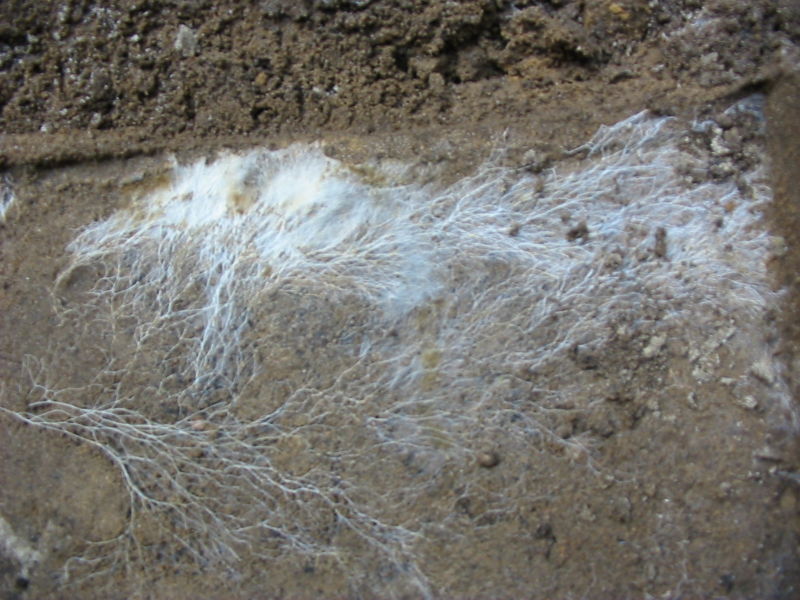 根のように伸びる菌糸