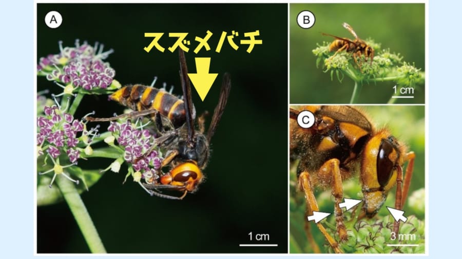 花を訪れているスズメバチを撮影した画像。白い矢印はスズメバチに付着している花粉を示しています。