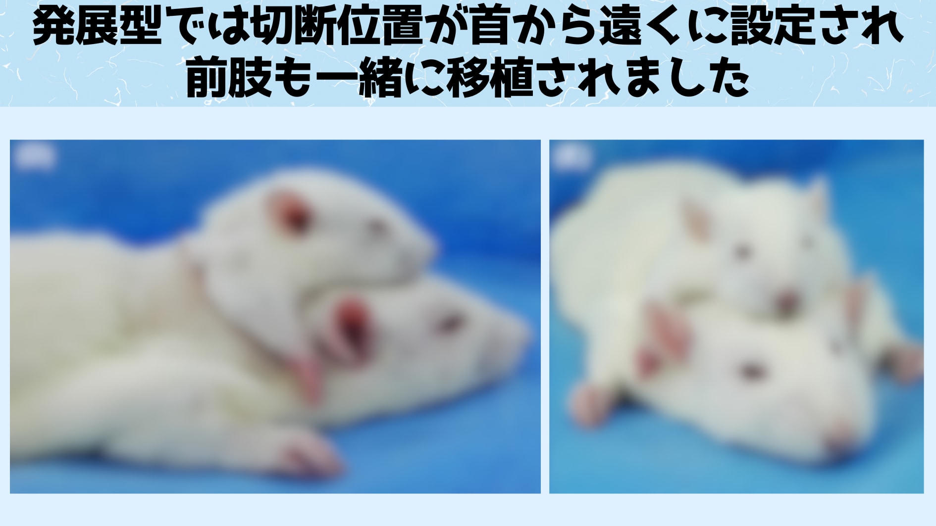 頭を提供するマウスの切断部分が上腕部を含むかなり下のほうに設定された