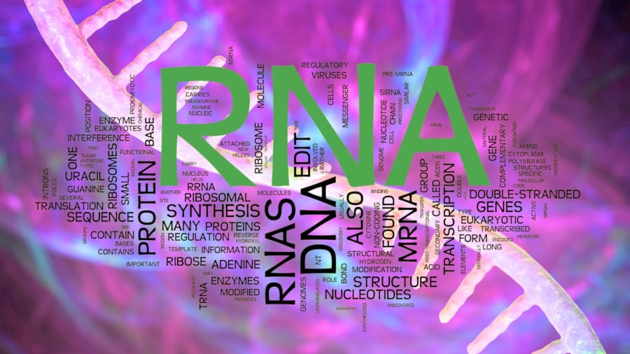 miRNAは遺伝子の発現を調節し、適切なタイミングで遺伝子のスイッチを入れる