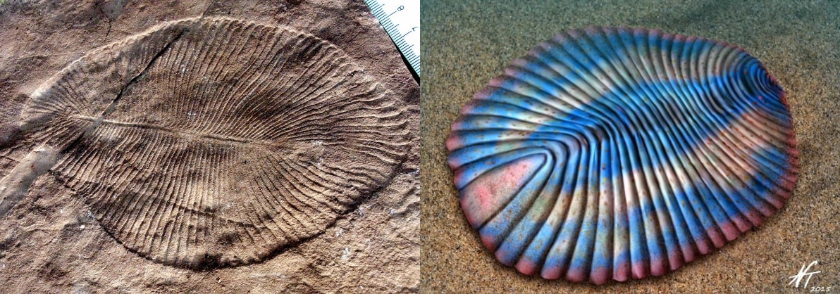 ディッキンソニアの化石標本（左）と復元イメージ（右）