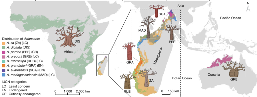 バオバブには現在8 種が存在しますが、そのうちの6種類がマダガスカル、1種がアフリカ、もう1種がオーストラリアで確認されています。