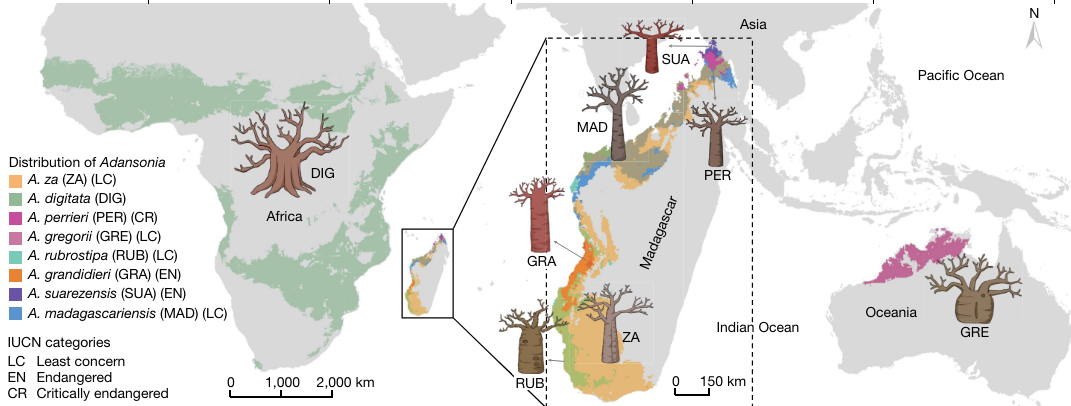 バオバブには現在8 種が存在しますが、そのうちの6種類がマダガスカル、1種がアフリカ、もう1種がオーストラリアで確認されています。