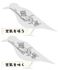 鳥類の呼吸の仕組み