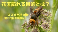 「なぜ?」肉食のスズメバチが頻繁に花を訪れ重要な受粉者になっていると判明！