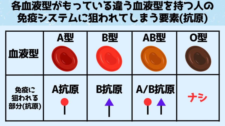 血液型は赤血球表面にあるタンパク質と糖鎖からなる抗原の違いによって生まれます