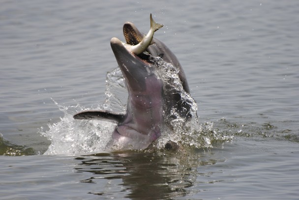 イルカは1匹ずつ小さい魚を食べる（※写真はネズミイルカではなく、ハンドウイルカという種類です）。
