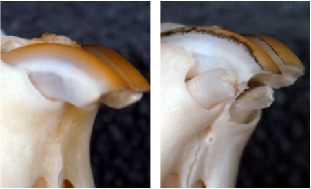 USAG-1を欠損したマウスでは、残存乳切歯が生き残り、余剰歯として萌出する