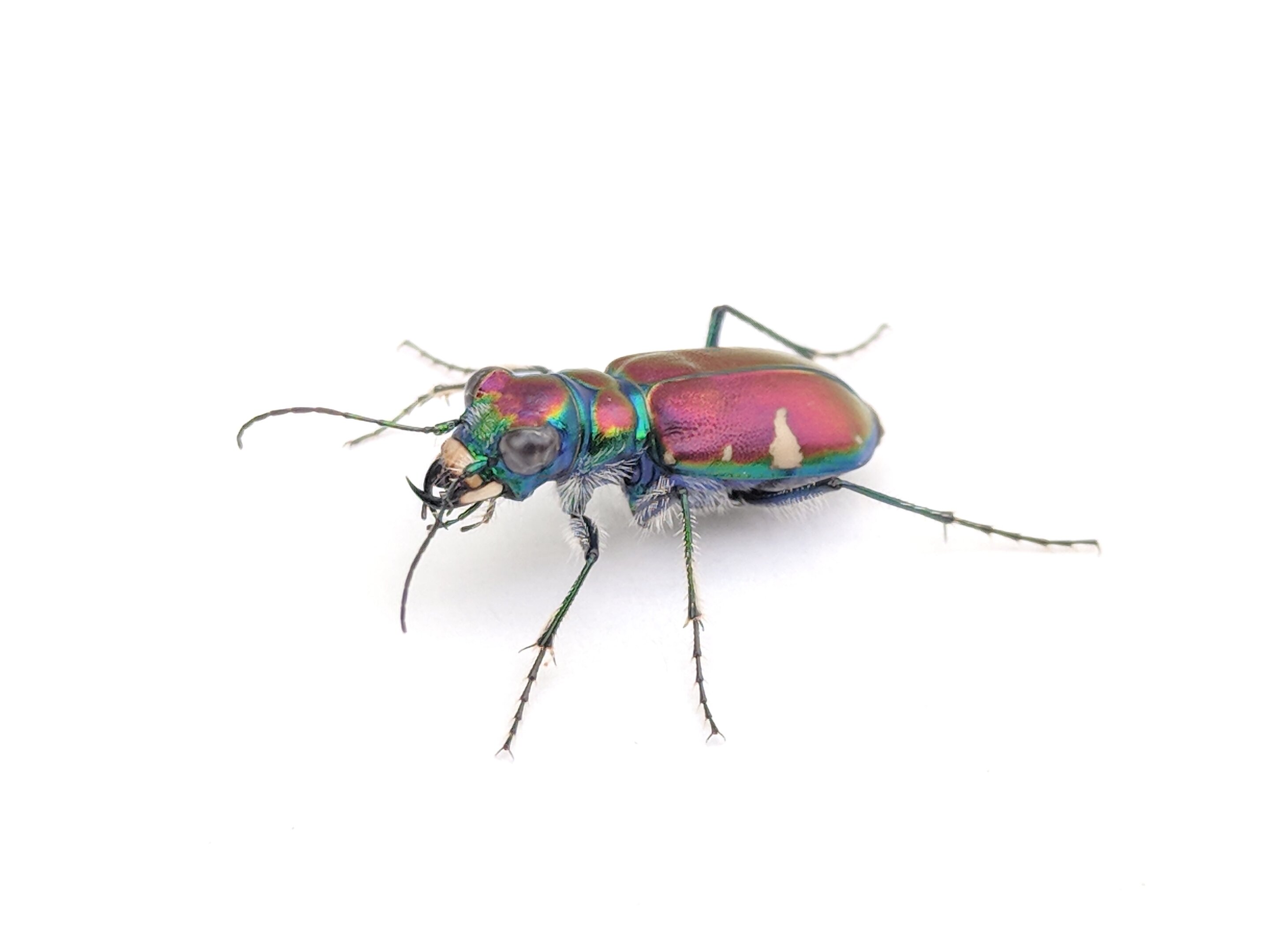 甲虫の一種ハンミョウ