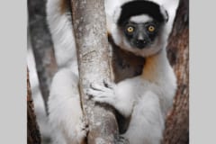マダガスカルに生息するサル「ベローシファカ」