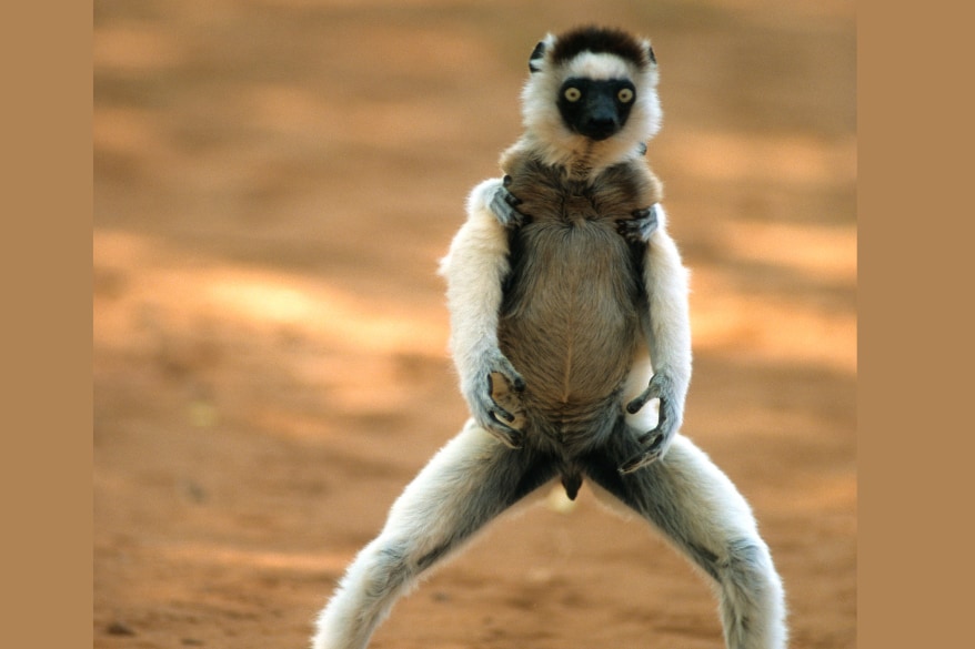 マダガスカルのサルは群れの中に他のオスがいると睾丸が大きくなる