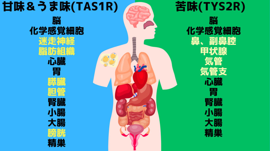 甘味＆うま味の味覚センサーと苦味の味覚センサーは口の内部だけでなく全身に分布しています。黒字の部分は両方がある臓器で、色が違う部分は片方の味覚センサーのみが存在します