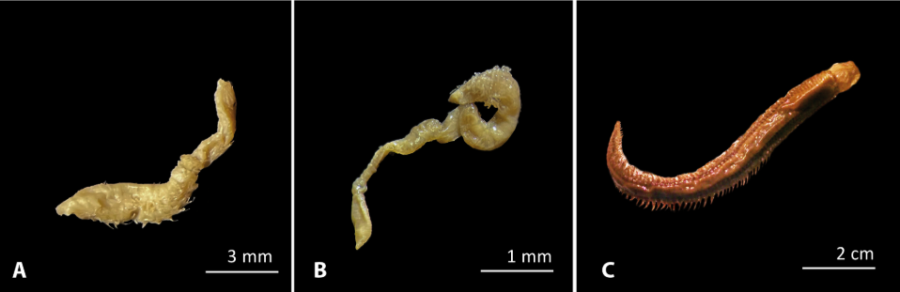 調査した多毛類の写真：Leitoscoloplos geminus ( A )、Aphelochaeta palmeri ( B )、Aglaophamus trissophyllus ( C )