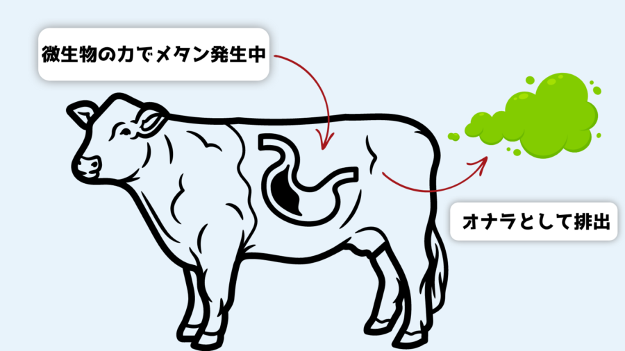 畜産動物は体内で「メタン」を作れる（※ 牛の胃は4つあるが、図中では簡略化して一つのみ表示）