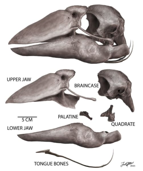 頭蓋骨の復元図