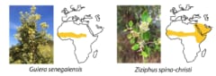 キク科の植物（学名：Guiera senegalensis）およびクロウメモドキ科の植物（ 学名：Ziziphus spina-christi）
