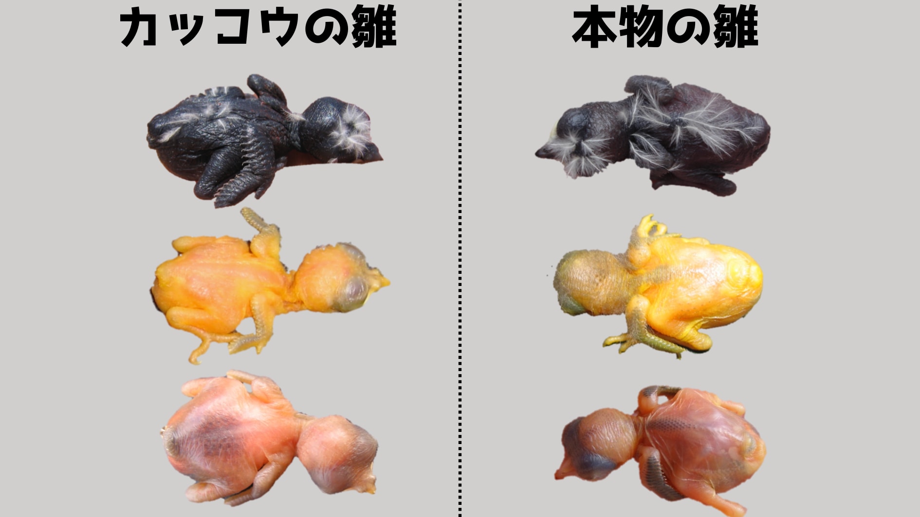 右側は托卵される側の雛のもともとの色。左側は分化したカッコウ種の雛で、托卵先にあわせて雛を似せるように進化していることがわかります