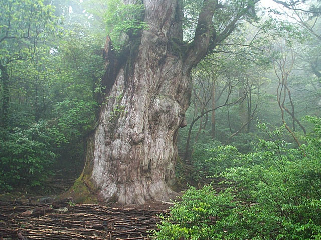 屋久島の縄文杉は年輪にスーパーフレア級の太陽フレアを記憶しているかもしれない。