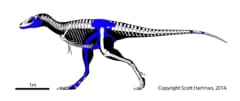 若いティラノサウルスだった。青色は見つかった骨の部位