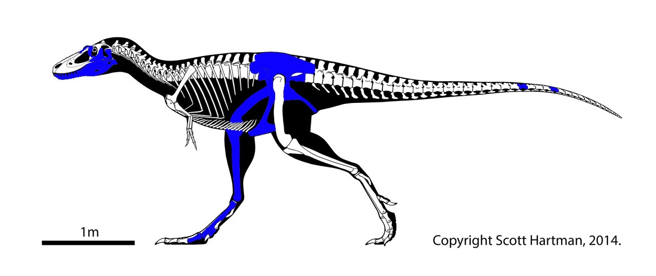 若いティラノサウルスだった。青色は見つかった骨の部位