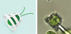 左：イメージ図、右：顕微鏡で拡大した様子