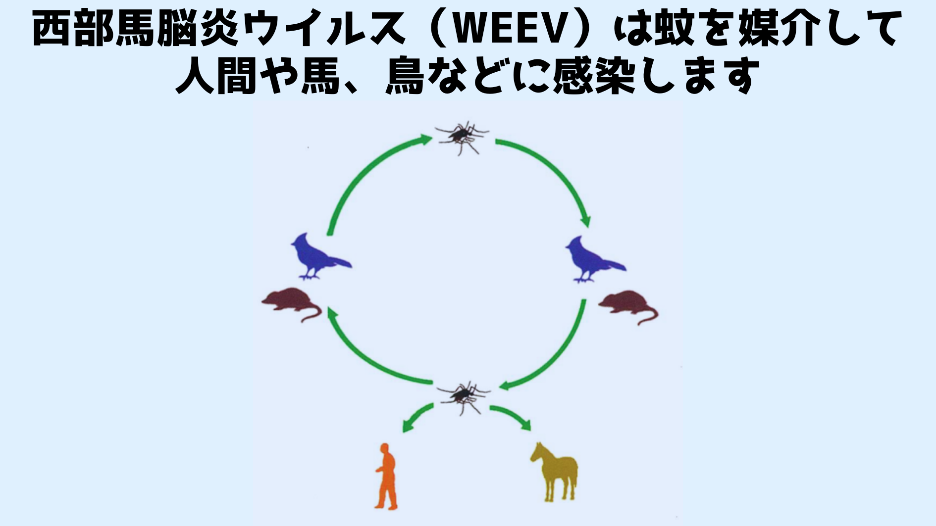 西部馬脳炎ウイルス（WEEV）が循環する様子