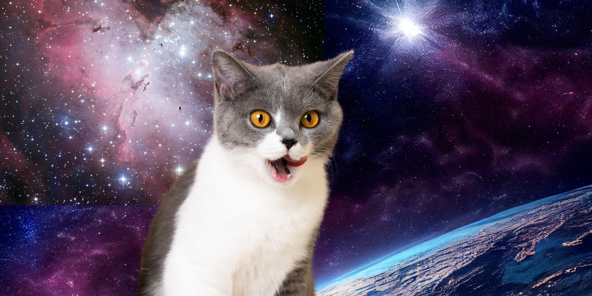 歴史上唯一宇宙へ行った猫は、宇宙に出た瞬間こんな顔だったかもしれない。