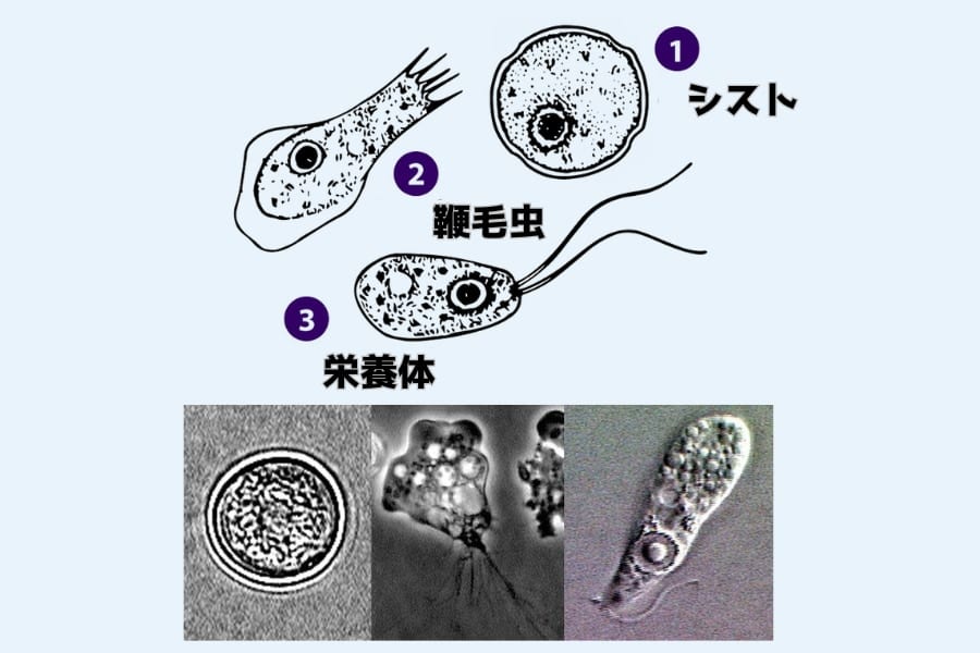 フォーラーネグレリアの生活環（1〜3の順に変化）、下は実際の拡大図