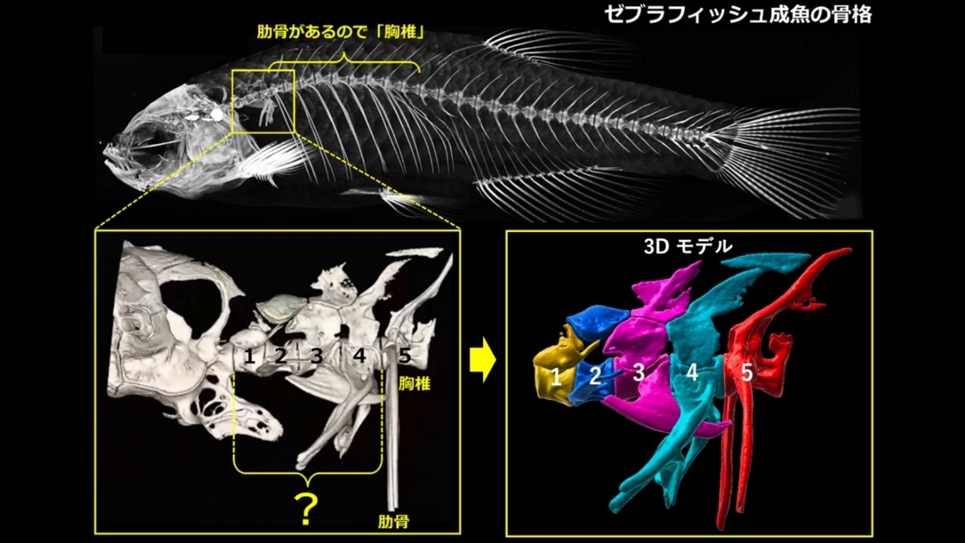 魚の頭蓋骨と胸骨の間には4個の骨があることが知られています。しかしそれら4個が首の骨かどうかは不明でした