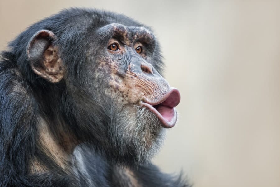 チンパンジーは人の言葉を話せる？