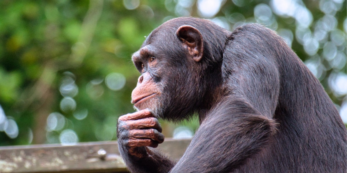 「猿の惑星」はありうる⁈ チンパンジーは人の言葉を発音できると判明！