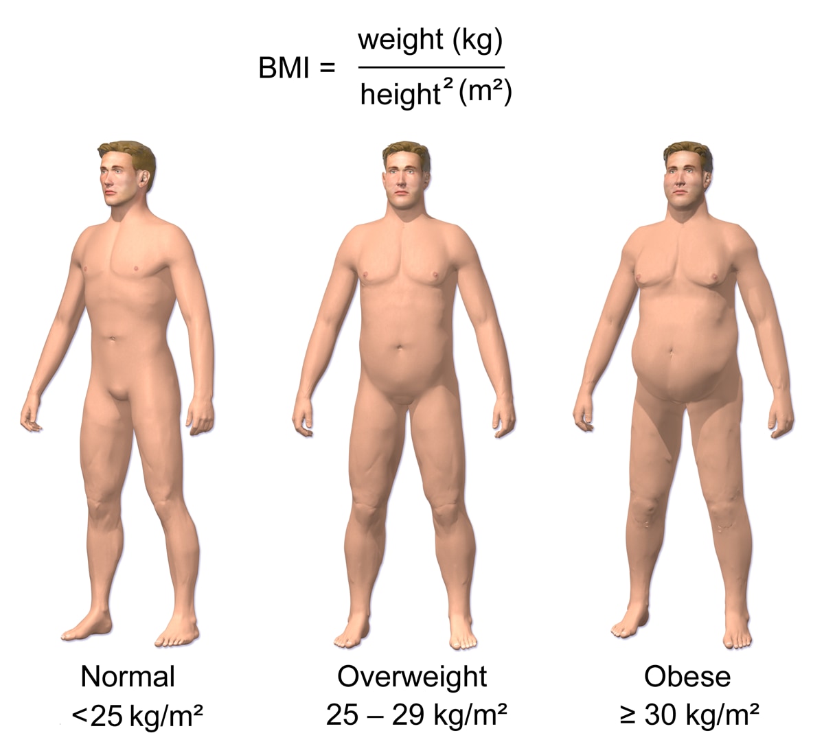 世界的なBMIの基準値（左から普通体重、過体重、肥満）