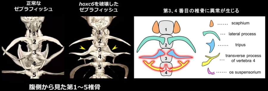 Hox6を破壊するなど遺伝子を調べたところ魚の首の骨と言えるのは4個のうち一番最初のものだけであることがわかりました。