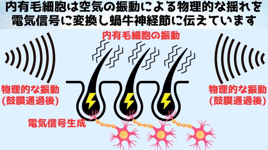 空気の振動である音を電気信号に変換するのが内有毛細胞の役割です