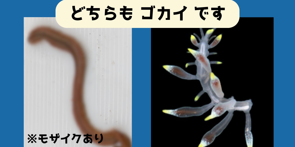 姿や色が全く異なるゴカイの新種を発見