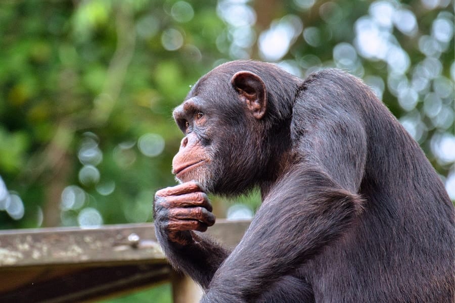 【衝撃映像】チンパンジーは人の言葉を発音できると判明！