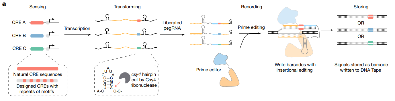 より詳しい仕組み：ENGRAMの概略図。内在性またはデザインされたCREは、シグナル依存的にPol2を介し、埋め込まれたpegRNAを持つCsy4転写産物を産生する。Csy4は自身の転写産物から2つの17 bp csy4ヘアピンを切断し、pegRNAを解放してDNAテープにCRE特異的挿入バーコードを書き込む。