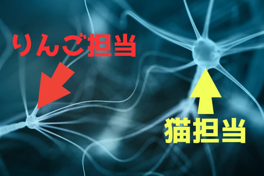 【思考翻訳】単語ごとに担当脳細胞があると判明！