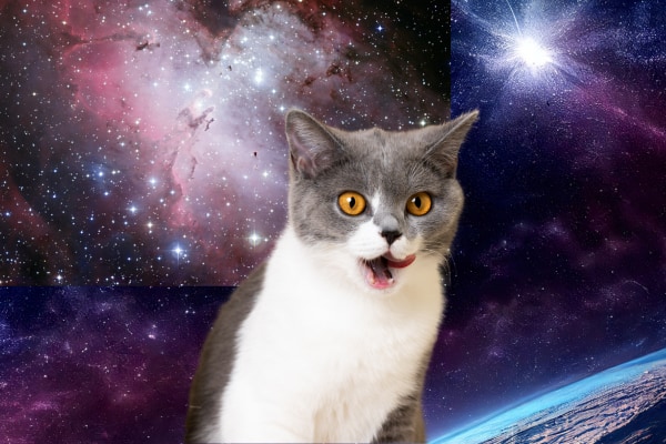 【ガチ宇宙猫】野良ネコ出身で歴史上唯一、本当に宇宙を見たネコ「フェリセット 」