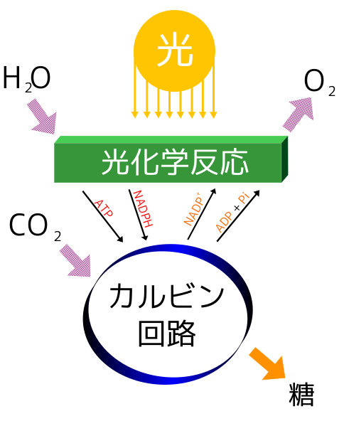 光合成の簡単な図解