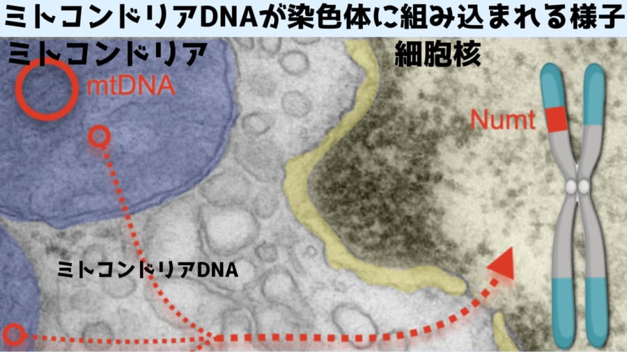 「まるでウイルス」ミトコンドリアは人間の脳細胞に自分のDNAを送り込んでいた！