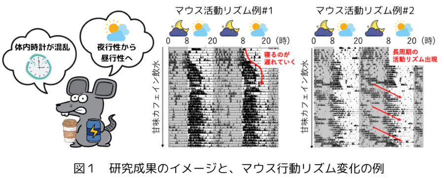 甘味カフェイン水の摂取でマウスの体内時計が狂い始めた