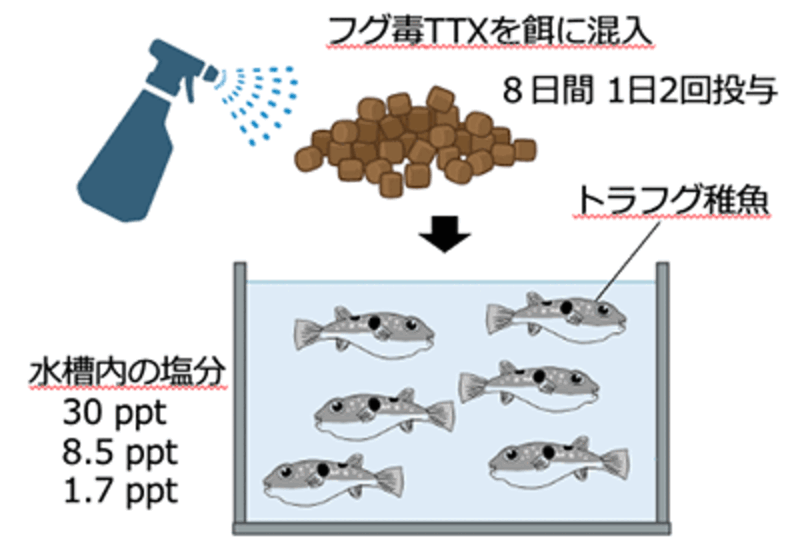 トラフグ稚魚へのテトロドトキシン投与実験のイメージ