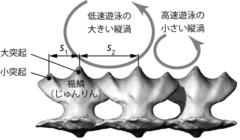 ホホジロザメのサメ肌は「高速」「低速」どちらの泳ぎも安定させていた！の画像 6/7