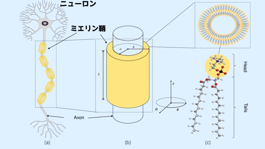 脳で「量子もつれ」の発生源となりえる場所を発見、意識の根源は光か？