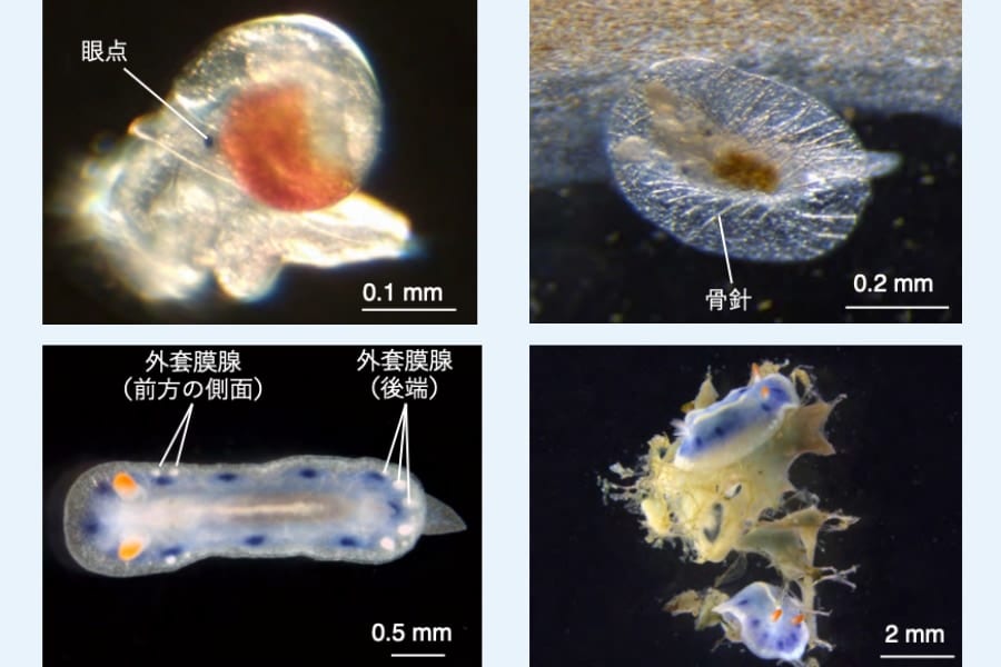 左上：眼点ができた幼生、右上：骨針の形成（J1）、左下：外套膜腺の形成（J5）、右下：海綿動物を食べる個体（J5）