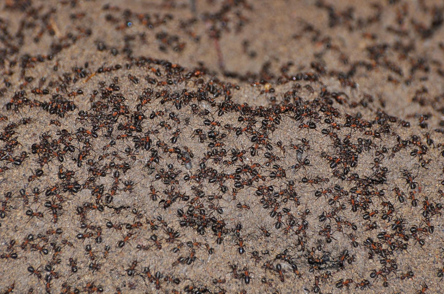 共食いをして生き残ったアリのコロニーが核シェルターで見つかる ナゾロジー